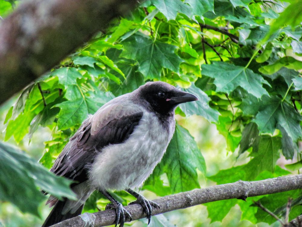 Серая ворона