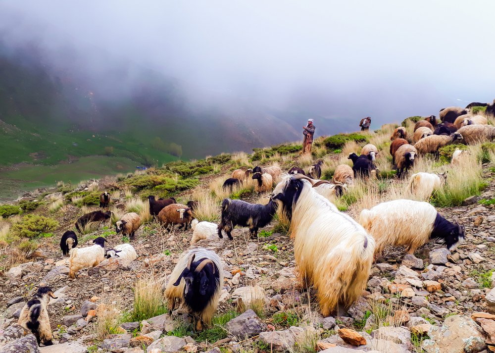 Фотография автора Alipour mohammad