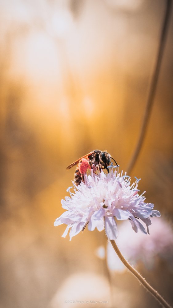 Photograph by Stipica Vrbat