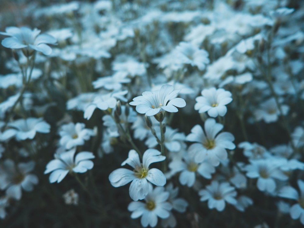 Photograph by Алексей Коротеев