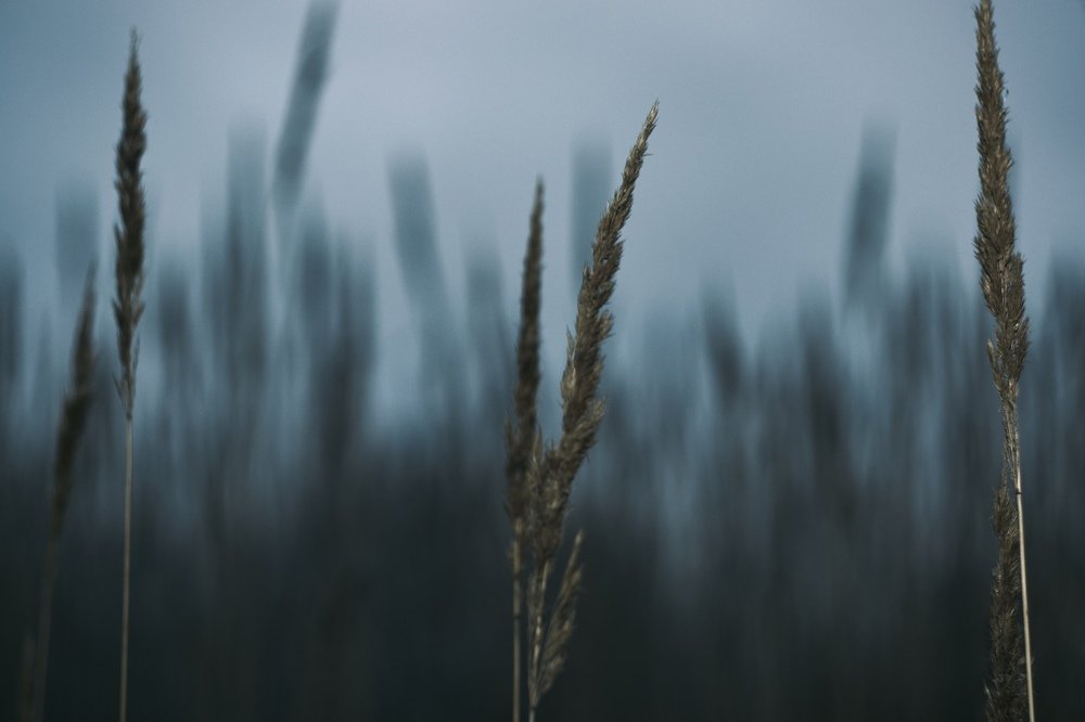 Photograph by Алексей Коротеев