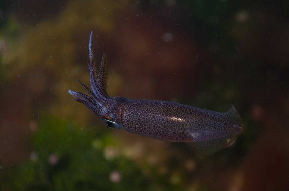 Photograph by Eduardo Ariel Agu