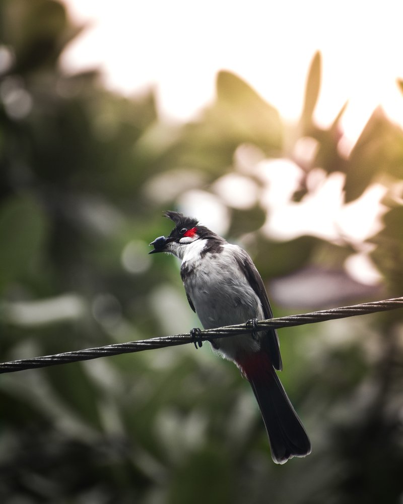 Photograph by ANIL AKSHAY