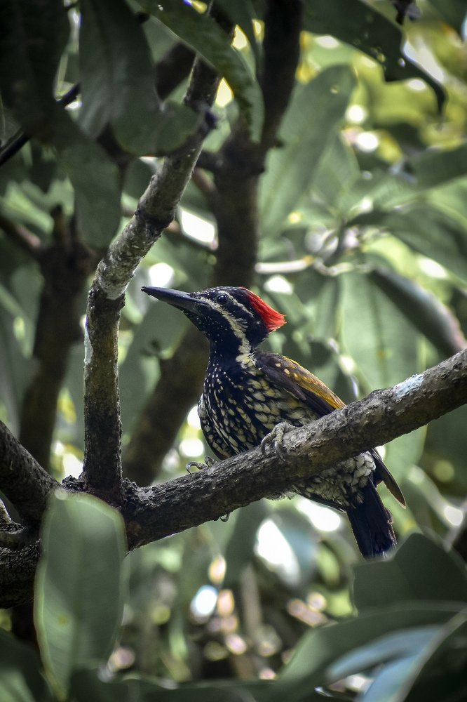 Photograph by ANIL AKSHAY