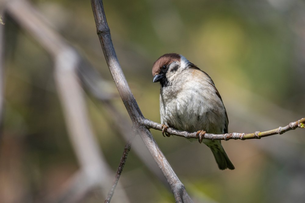 Photograph by Виктор Чернюк