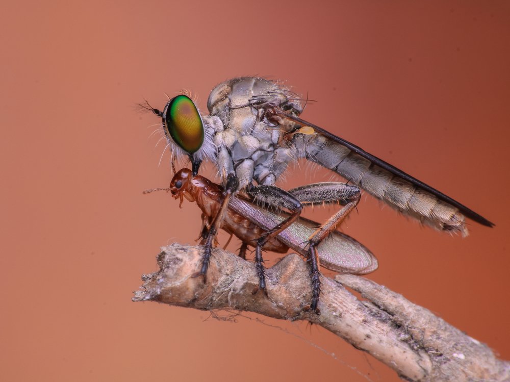 Photograph by Bidyut Kalita