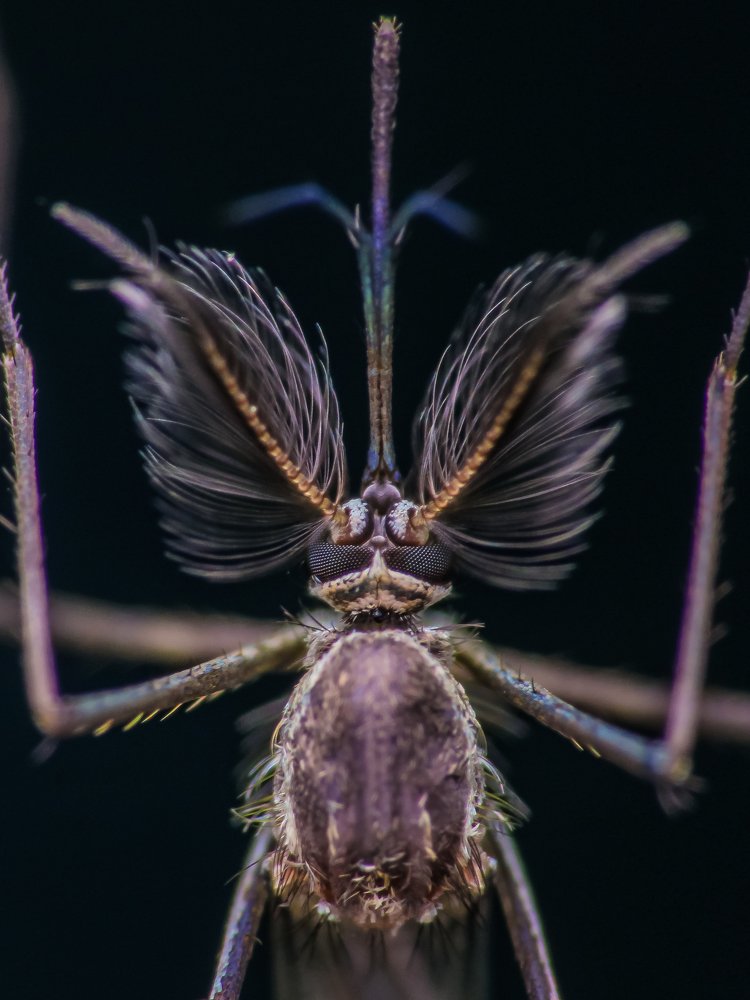 Photograph by Bidyut Kalita