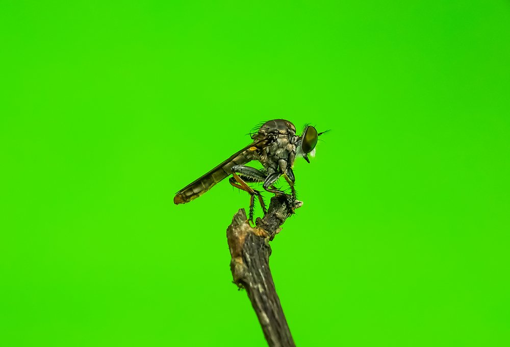 Photograph by Mehedi Hasan Shawan