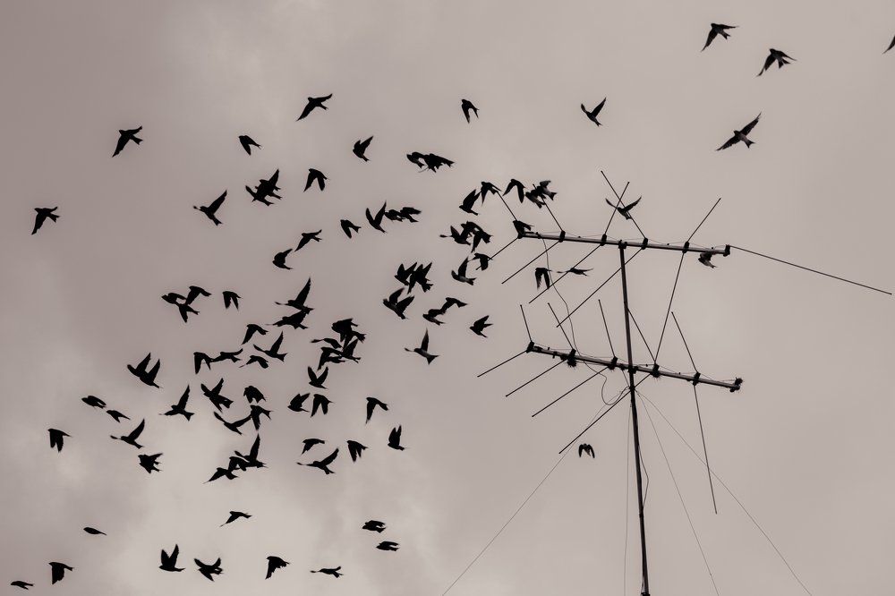 Sobrevivientes del humanismo