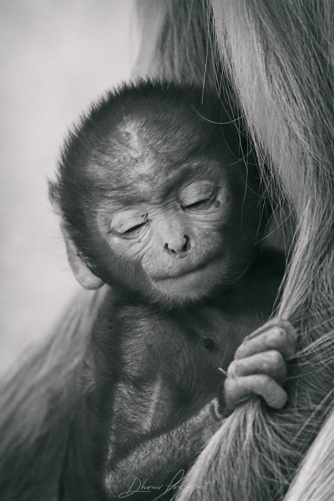 Photograph by Dhruv Prajapati