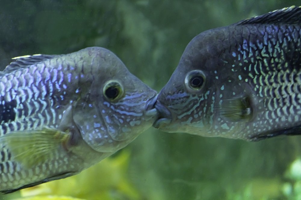 Фотография автора Иван Алексеев