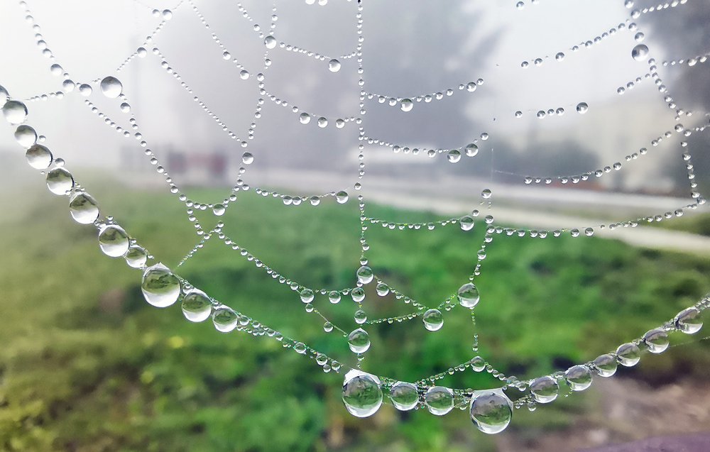 Утро туманное, утро с росою...