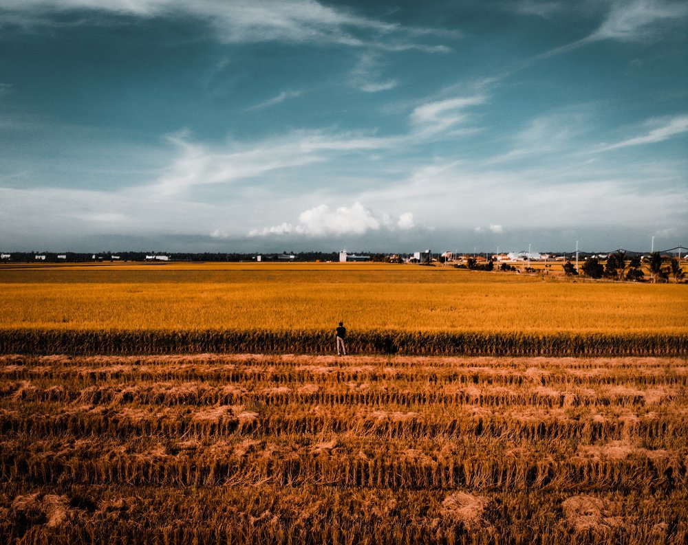 Paddy Field Parit 5 Sekinchan Selangor Malaysia