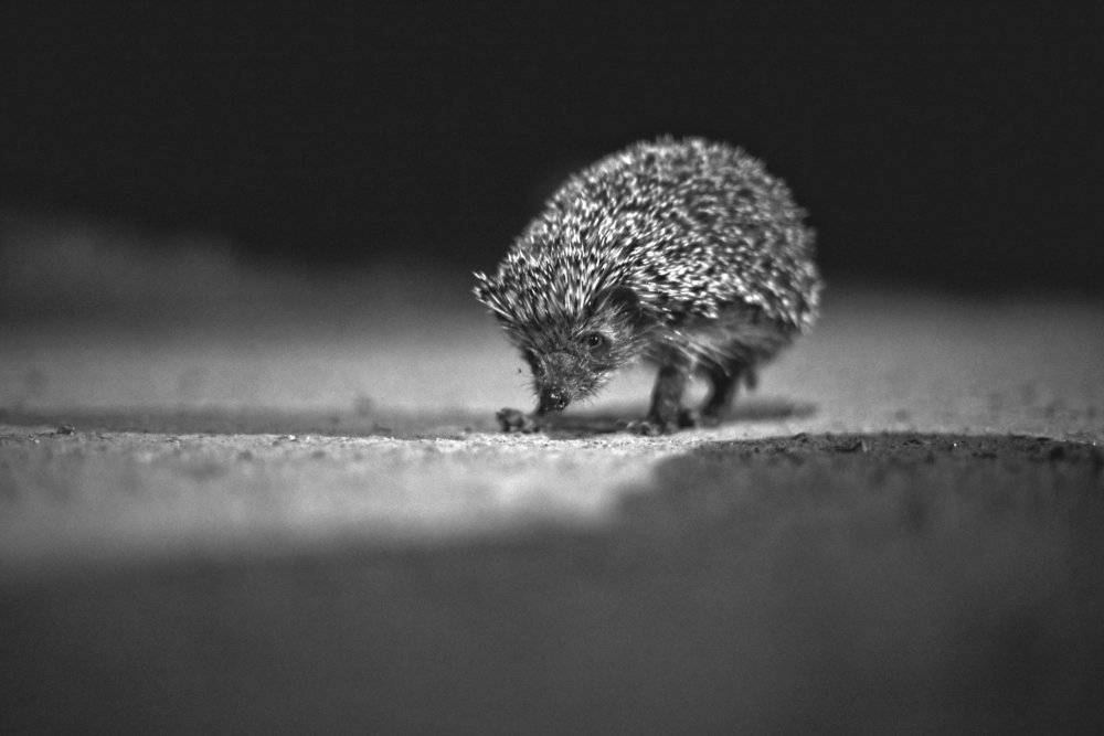 Фотография автора Коротков Алексей