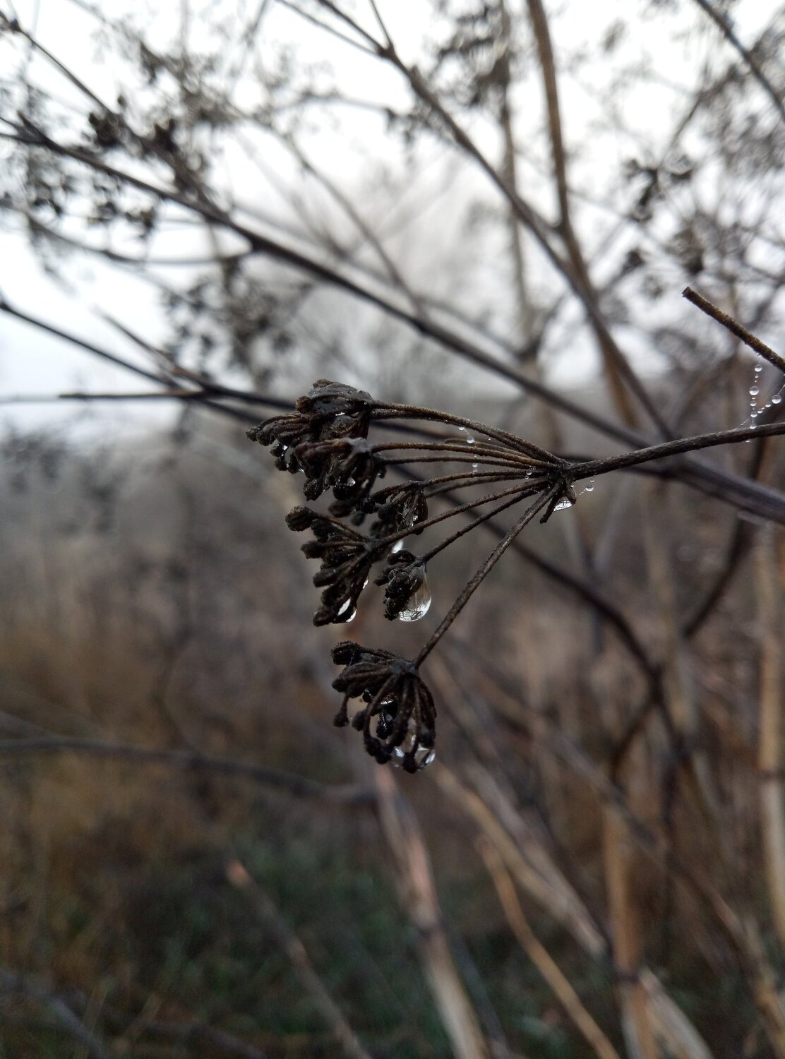 Photo #4737381