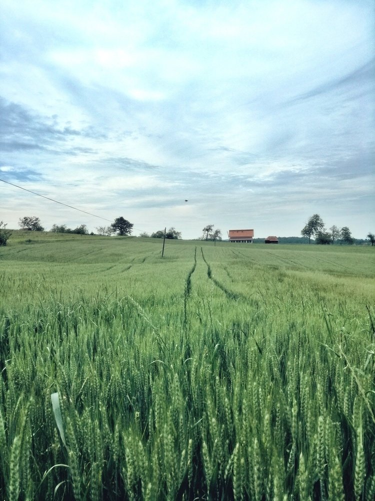 Photograph by Neda Petrovic