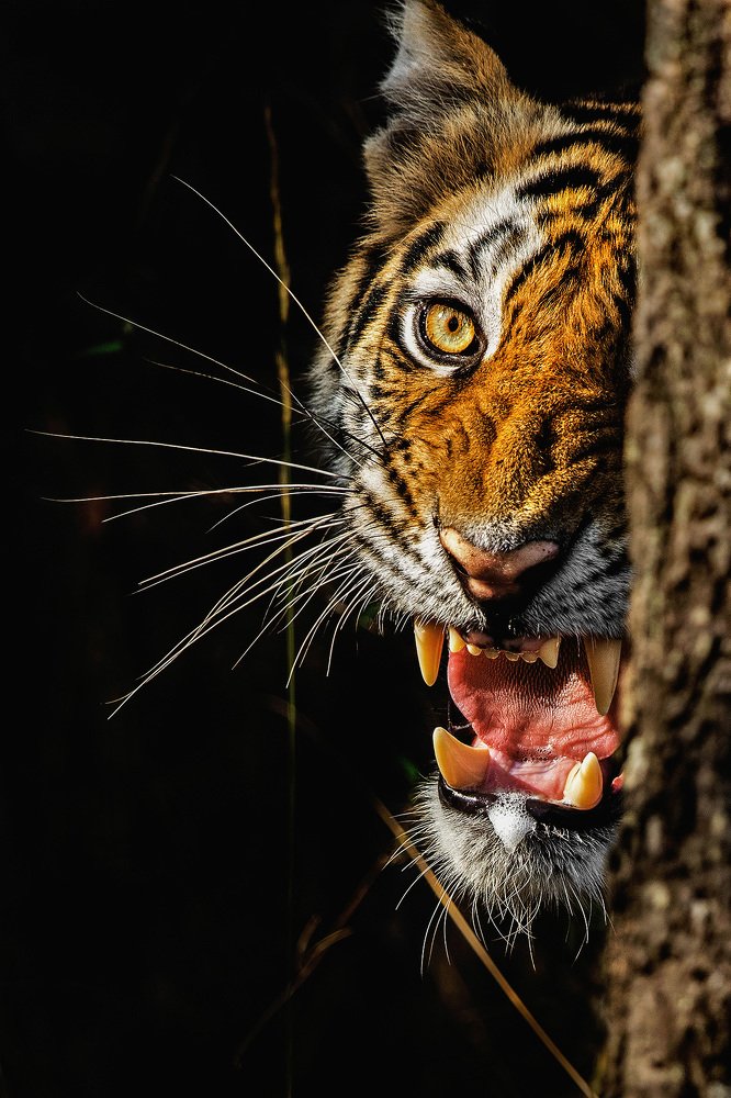 Photograph by Mainak Ray