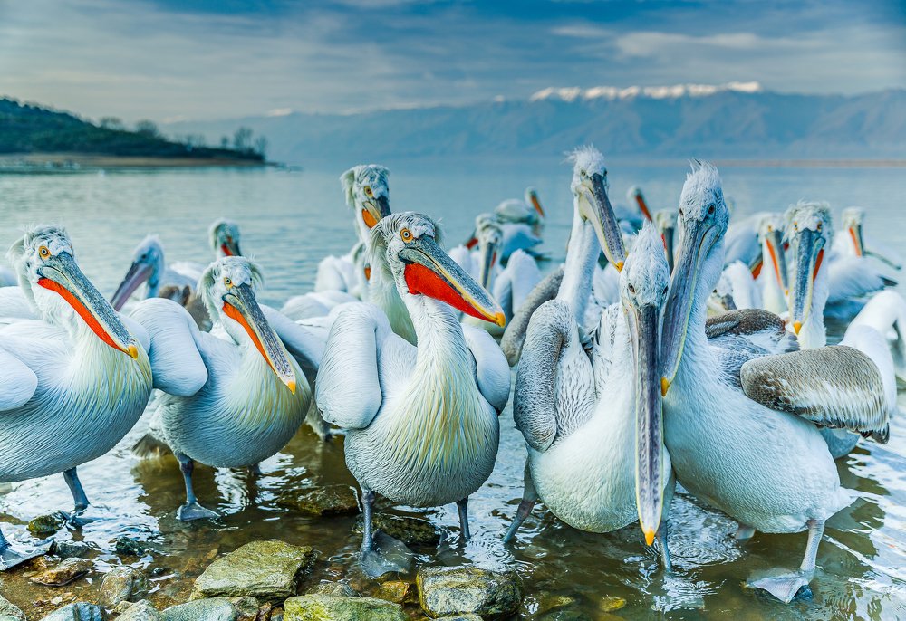 Photograph by Ruzdi Ekenheim