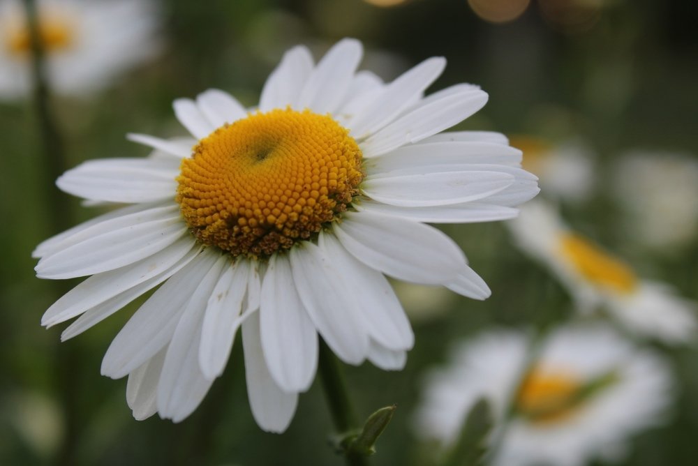 Photograph by Кристина Шоба