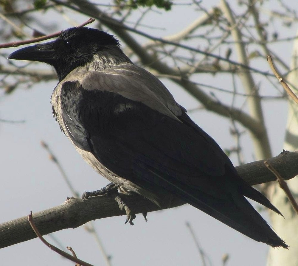 Photograph by Soleimani