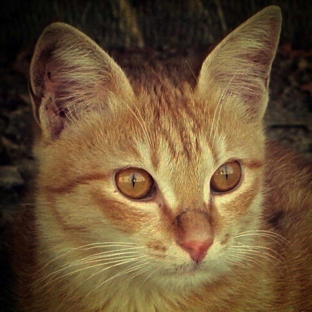 Photograph by Soleimani