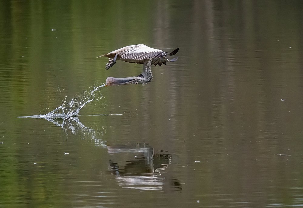 Photograph by PRADEEP SOMAN
