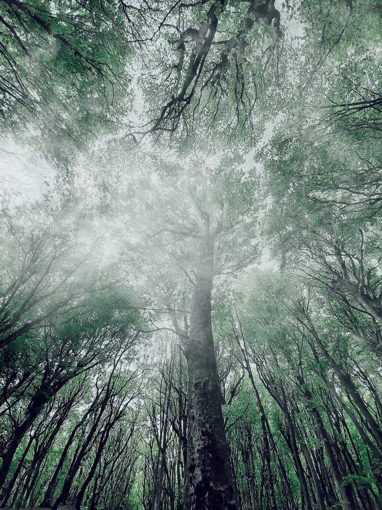 Причудливый лес