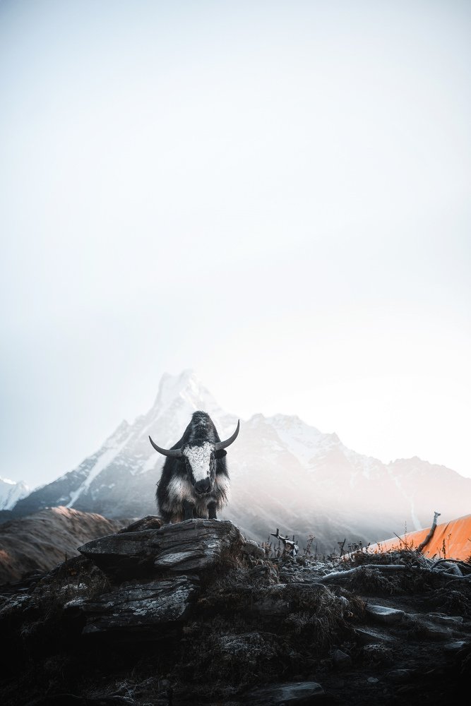 Yak