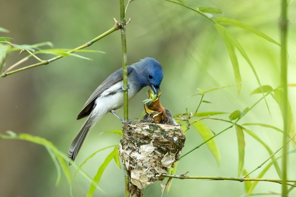 Photograph by Amrutesh Gopal
