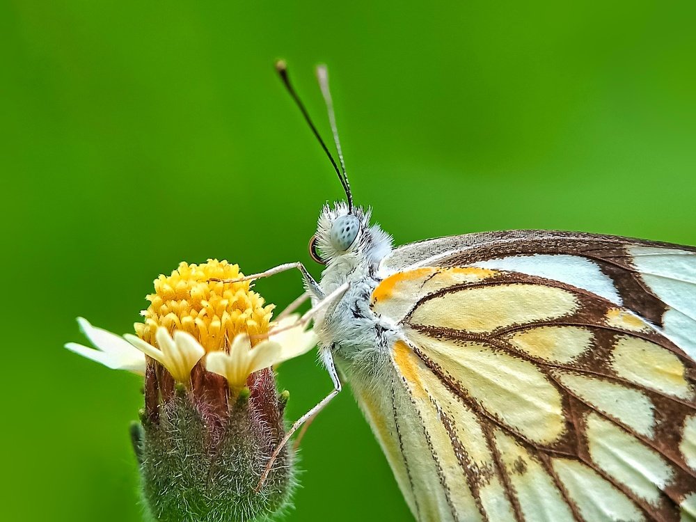 Фотография автора Rohit Maurya