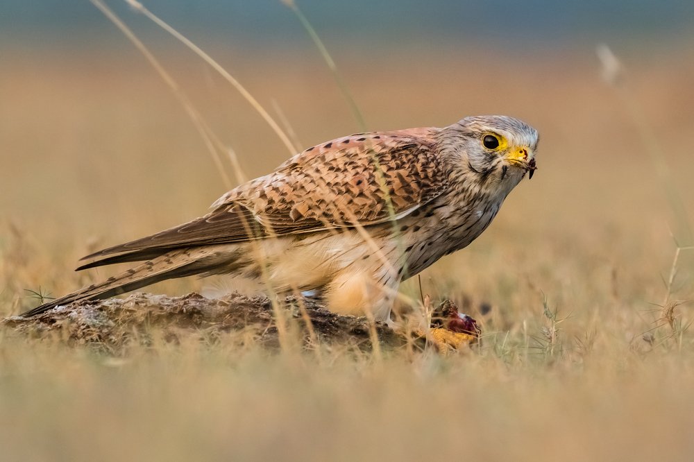 Photograph by Amrutesh Gopal