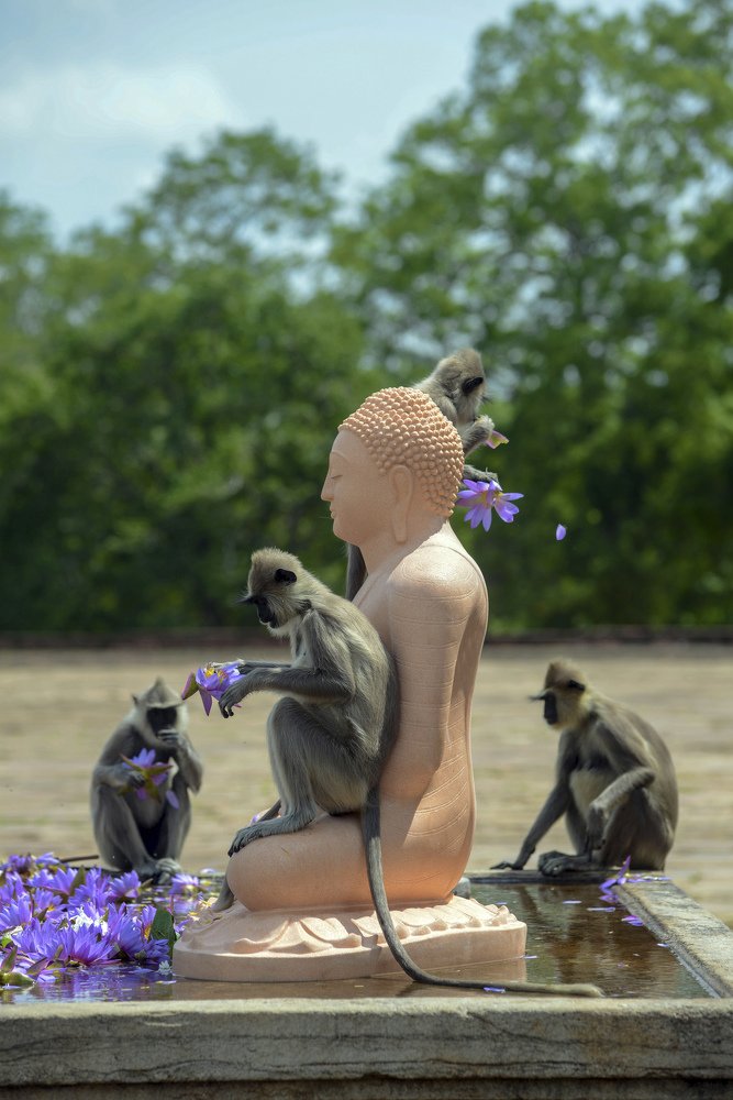 Photograph by MADUSHANKA KEERTHIRATHNA SUSEWHEWAGE DHANUSHKA