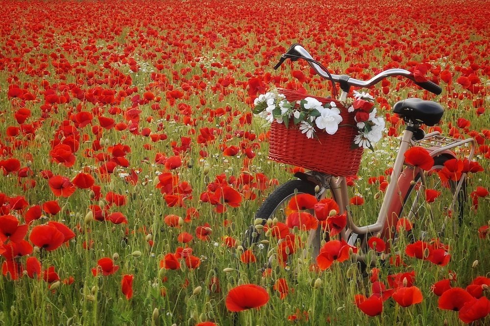 Photograph by Daniela Stancioiu