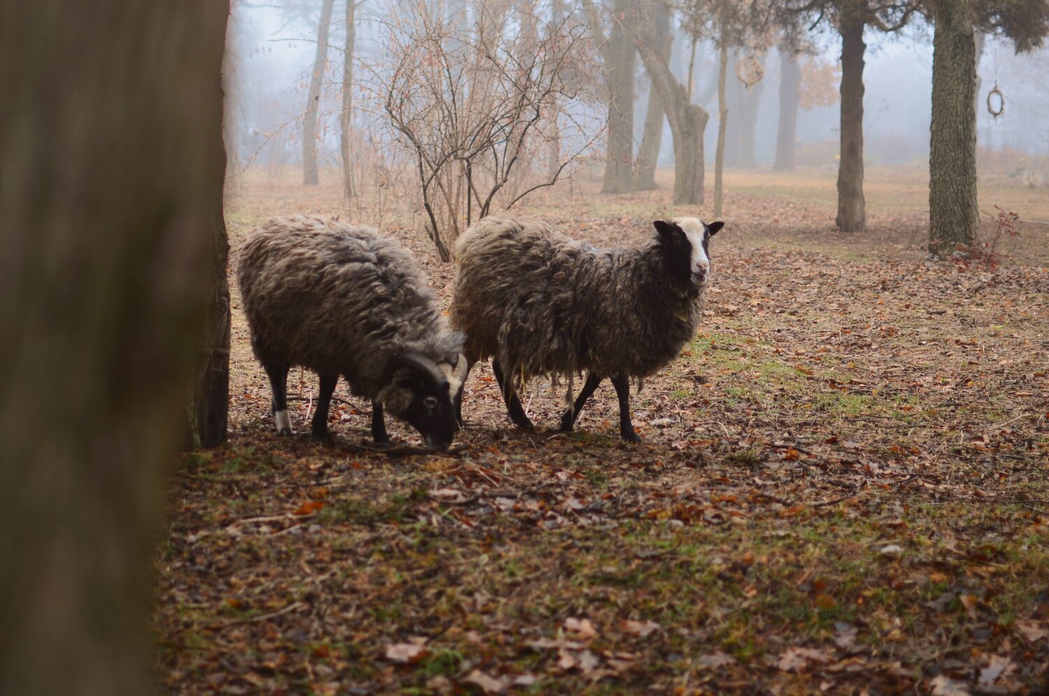 Photo #4738499