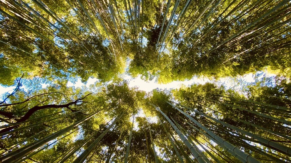 Тростник Арашиямы