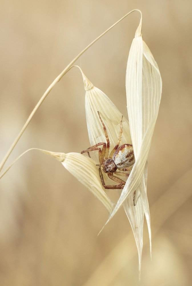 Photograph by Lito Areta