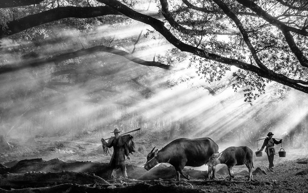 Leading the Buffaloes