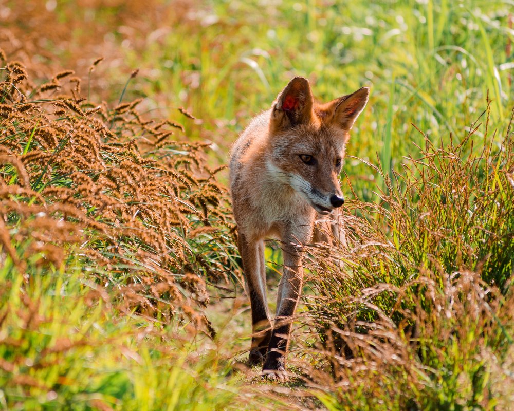 Рыжая охотница