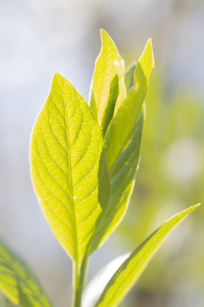 В лучах солнца