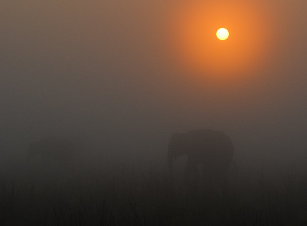 Fog of Grassland