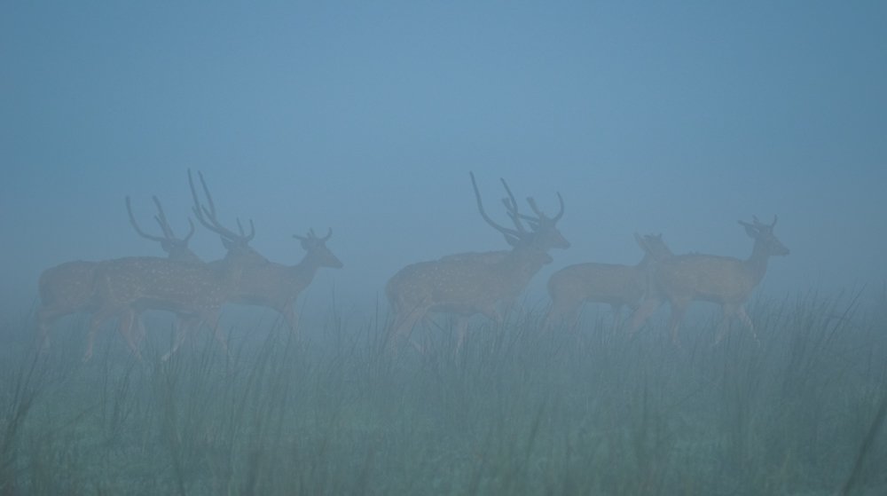 Fogy Wildlife
