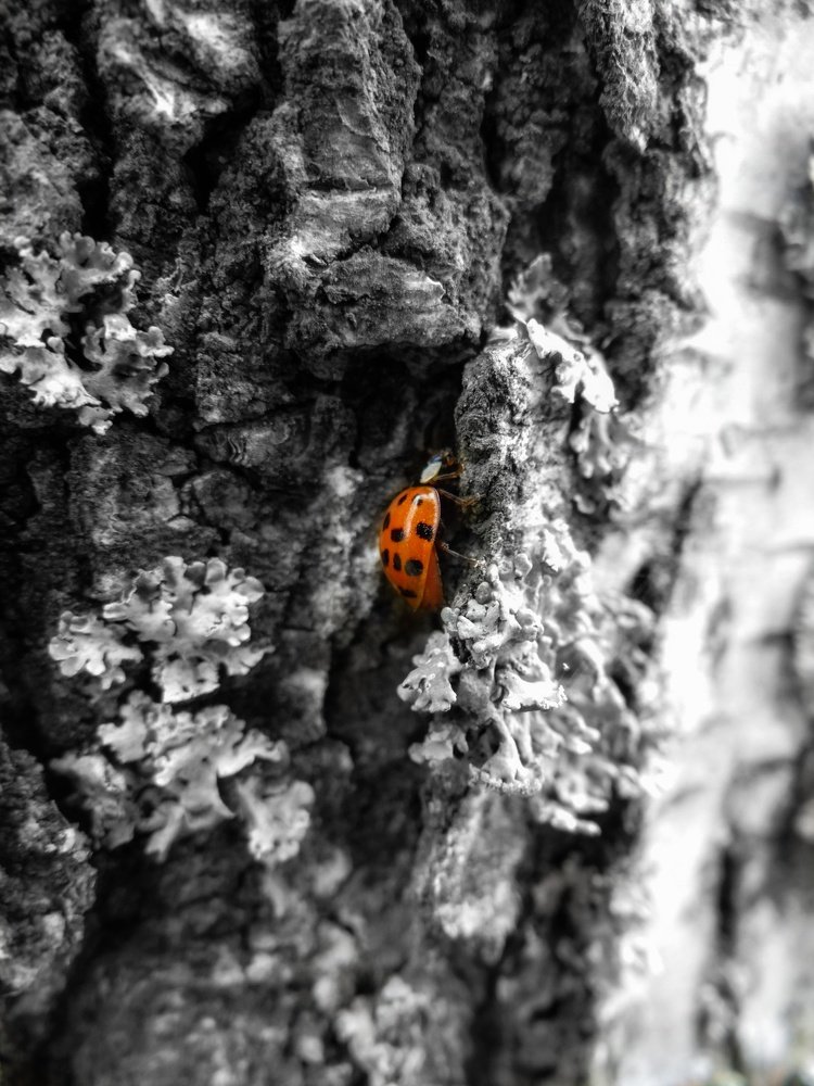 Photograph by Александра Петряева