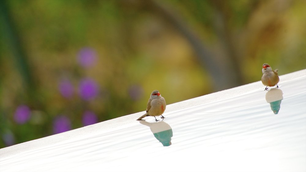 Photograph by LESIEUR Regis