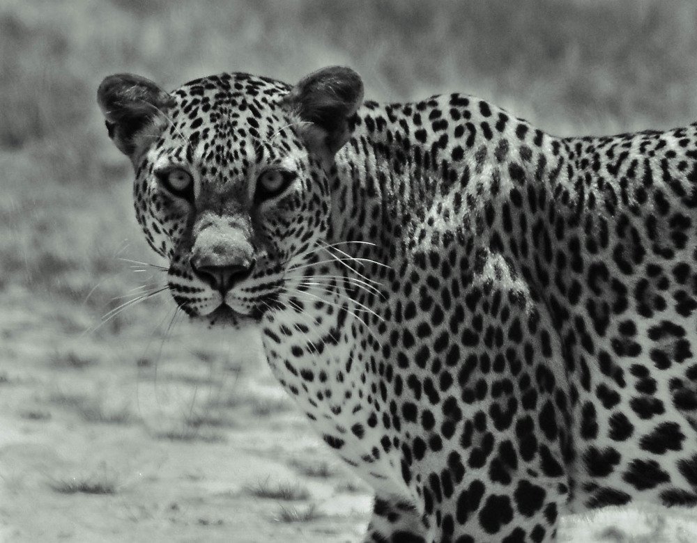 In a world of black and white