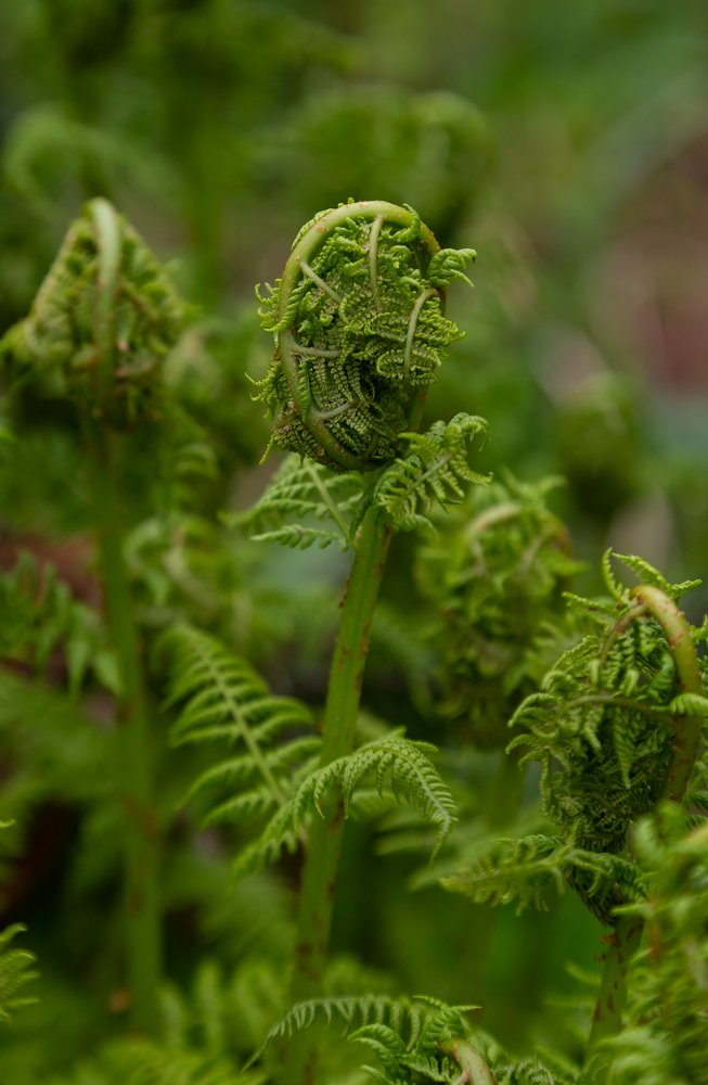 Зелёный Завиток