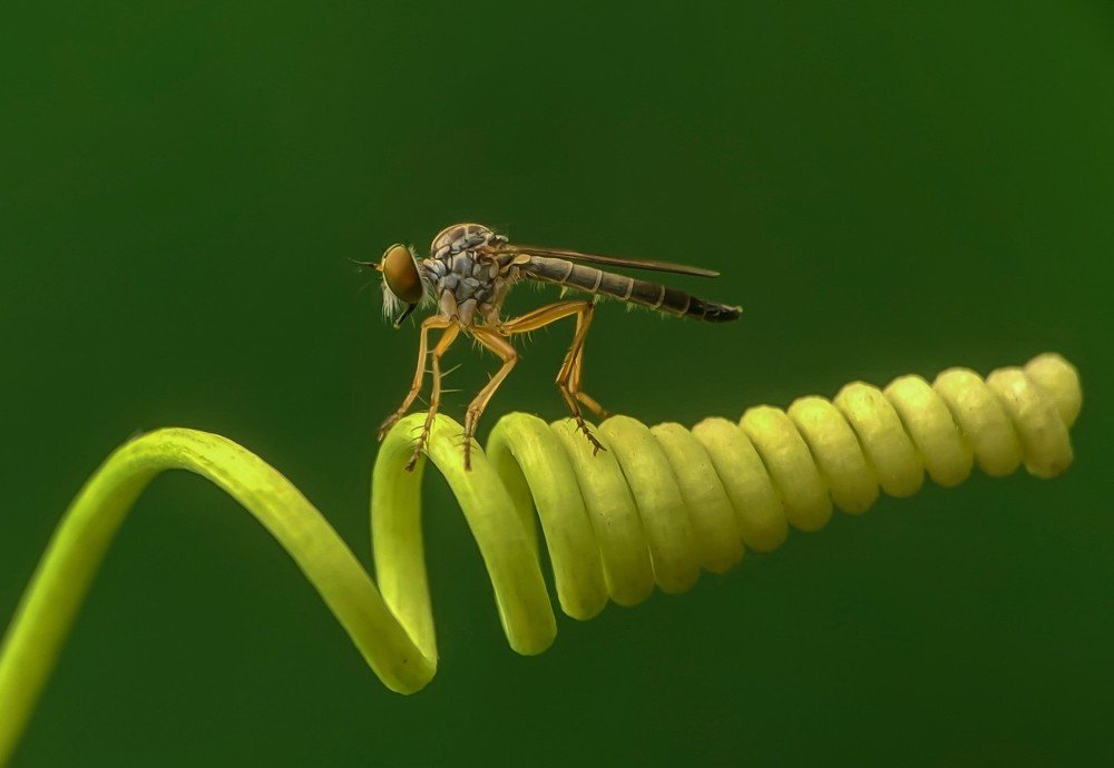 Beauty of nature (Robberfly)