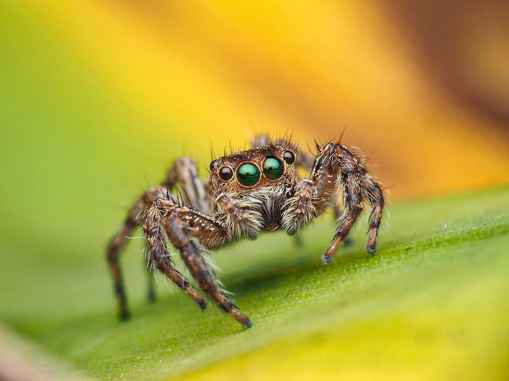 Photograph by Bario Hadiprayogo