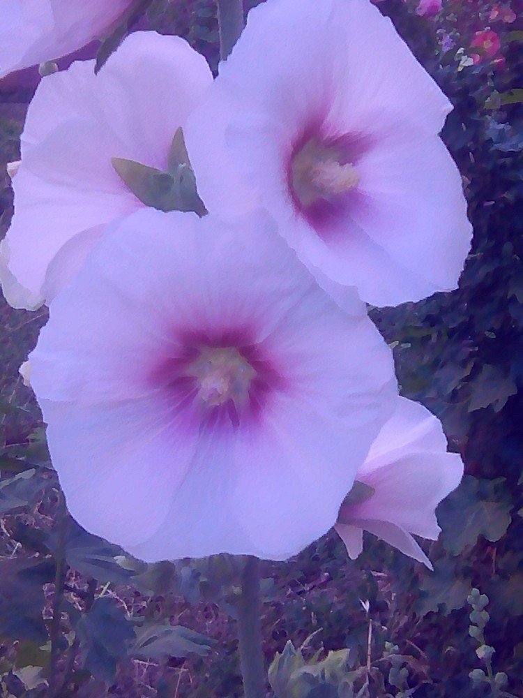 Photograph by Елена Кирпичникова