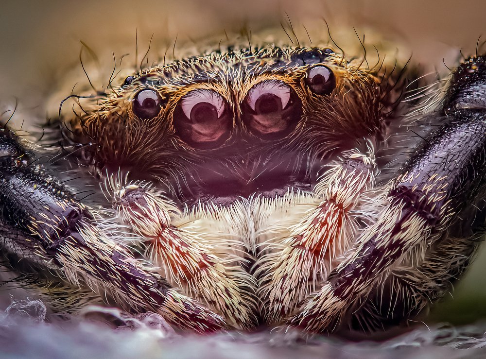 Portrait of Rhene sp.