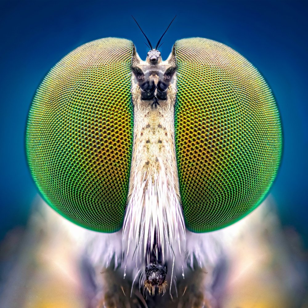 Portrait of robberfly